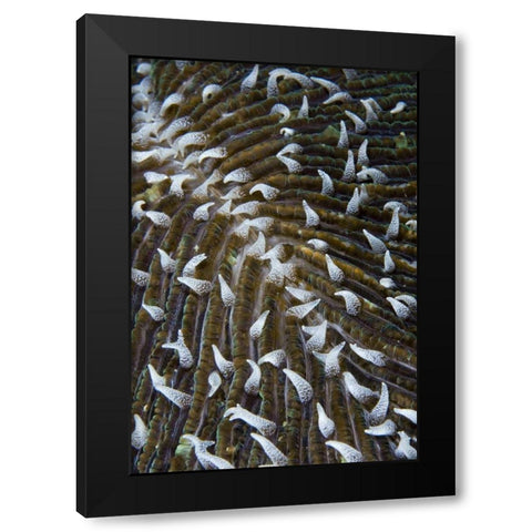Indonesia, Raja Ampat Close-up of mushroom coral Black Modern Wood Framed Art Print with Double Matting by Shimlock, Jones