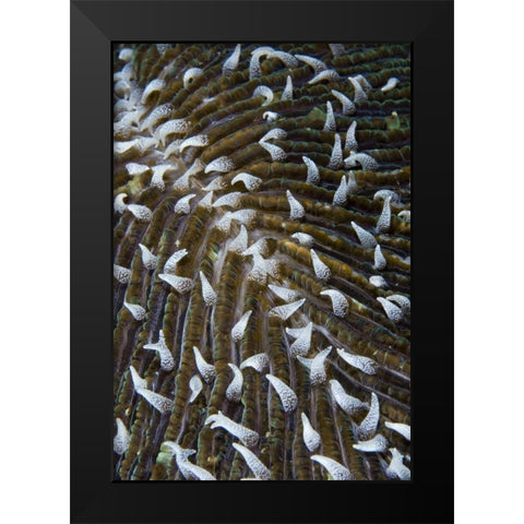 Indonesia, Raja Ampat Close-up of mushroom coral Black Modern Wood Framed Art Print by Shimlock, Jones