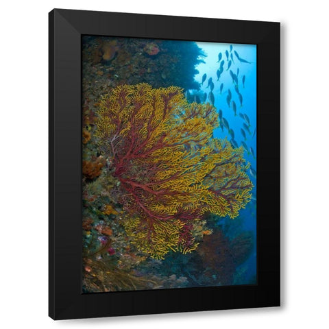 Sea fan or gorgonian coral, Raja Ampat, Indonesia Black Modern Wood Framed Art Print by Shimlock, Jones