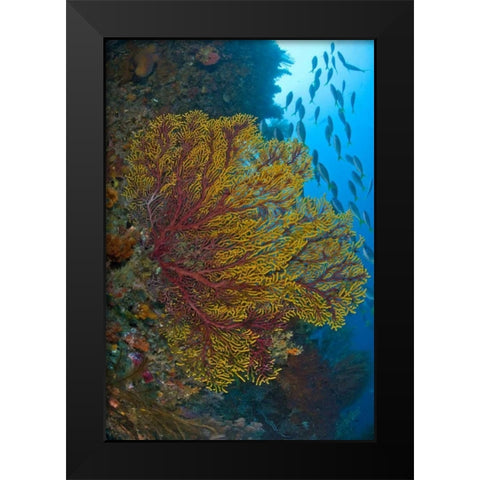 Sea fan or gorgonian coral, Raja Ampat, Indonesia Black Modern Wood Framed Art Print by Shimlock, Jones