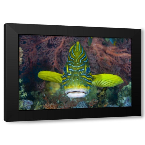 Lined sweetlip fish amid coral, Indonesia Black Modern Wood Framed Art Print by Shimlock, Jones