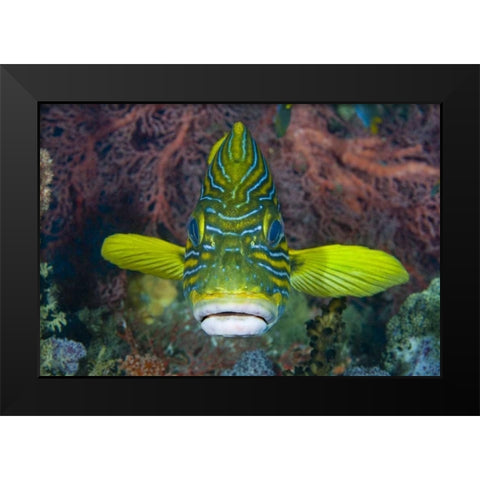 Lined sweetlip fish amid coral, Indonesia Black Modern Wood Framed Art Print by Shimlock, Jones