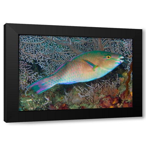 Indonesia, Raja Ampat Chameleon parrotfish Black Modern Wood Framed Art Print with Double Matting by Shimlock, Jones