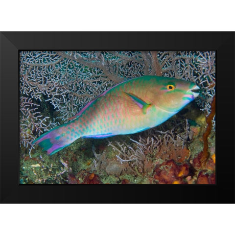Indonesia, Raja Ampat Chameleon parrotfish Black Modern Wood Framed Art Print by Shimlock, Jones