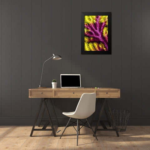 Sea fan coral, Misool, Indonesia Black Modern Wood Framed Art Print by Shimlock, Jones