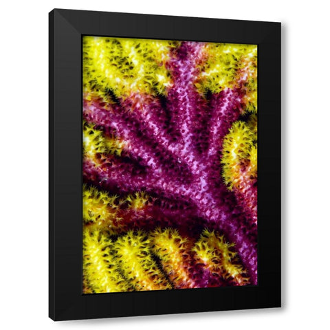 Sea fan coral, Misool, Indonesia Black Modern Wood Framed Art Print by Shimlock, Jones