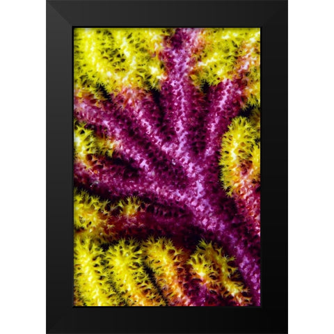 Sea fan coral, Misool, Indonesia Black Modern Wood Framed Art Print by Shimlock, Jones