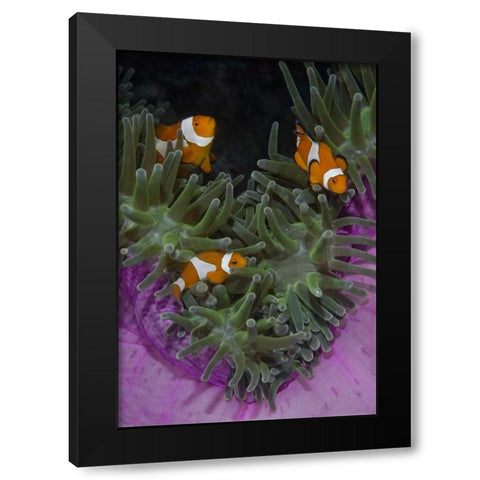 Indonesia Three clownfish swim among anemone Black Modern Wood Framed Art Print with Double Matting by Shimlock, Jones