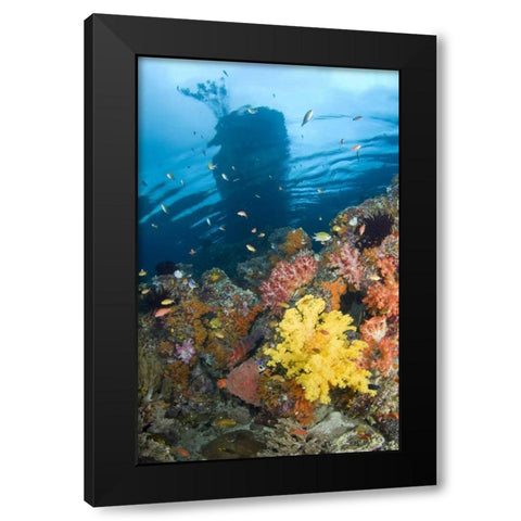 Indonesia, Misool, Boo Islands Reef scenic Black Modern Wood Framed Art Print by Shimlock, Jones