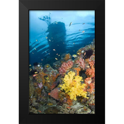 Indonesia, Misool, Boo Islands Reef scenic Black Modern Wood Framed Art Print by Shimlock, Jones