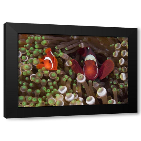 Two Clownfish among anemone tentacles, Indonesia Black Modern Wood Framed Art Print by Shimlock, Jones