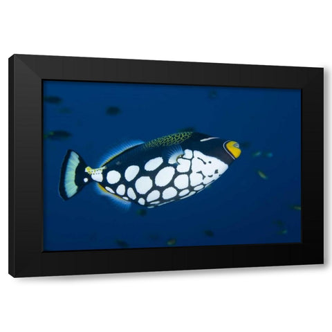 Indonesia, Raja Ampat Clown triggerfish Black Modern Wood Framed Art Print by Shimlock, Jones