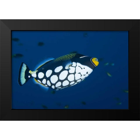 Indonesia, Raja Ampat Clown triggerfish Black Modern Wood Framed Art Print by Shimlock, Jones