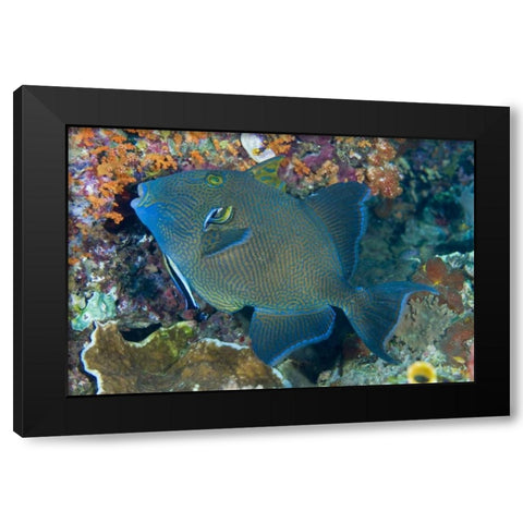 Indonesia Cleaner wrasse fish on coral reef Black Modern Wood Framed Art Print by Shimlock, Jones