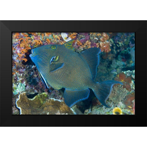 Indonesia Cleaner wrasse fish on coral reef Black Modern Wood Framed Art Print by Shimlock, Jones