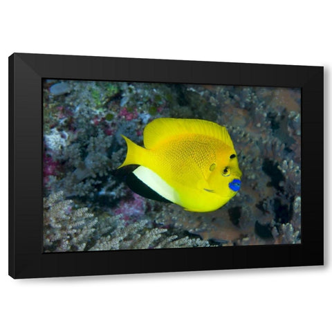 Indonesia Three spot angelfish swims amid coral Black Modern Wood Framed Art Print by Shimlock, Jones