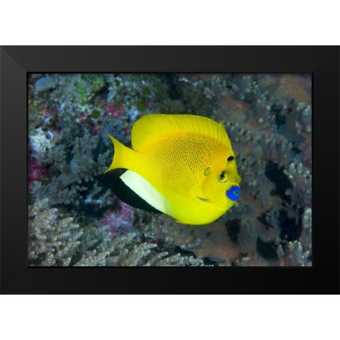Indonesia Three spot angelfish swims amid coral Black Modern Wood Framed Art Print by Shimlock, Jones