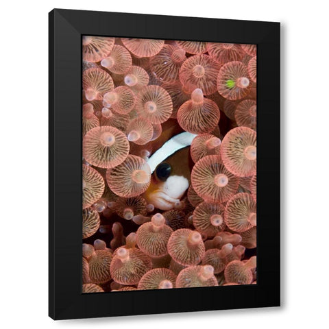 Indonesia A Clarks anemonefish peeking out Black Modern Wood Framed Art Print by Shimlock, Jones