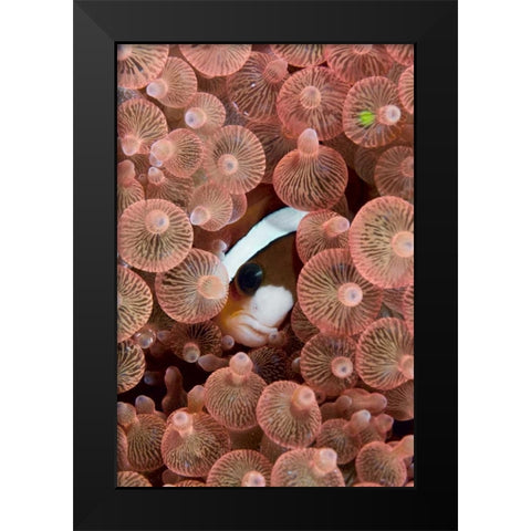 Indonesia A Clarks anemonefish peeking out Black Modern Wood Framed Art Print by Shimlock, Jones
