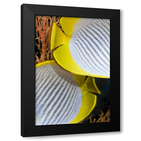 Indonesia The back halves of two butterflyfish Black Modern Wood Framed Art Print by Shimlock, Jones