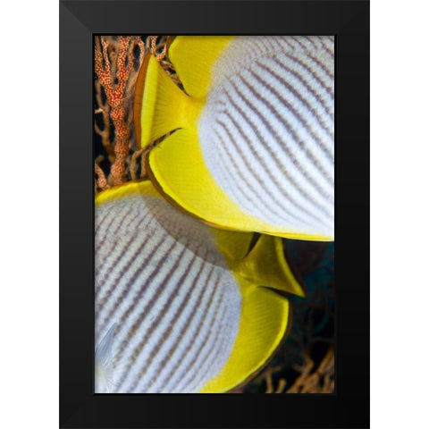 Indonesia The back halves of two butterflyfish Black Modern Wood Framed Art Print by Shimlock, Jones