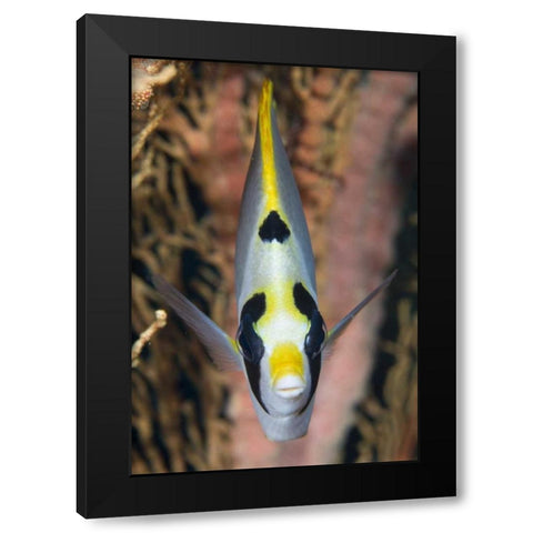 Indonesia, Raja Ampat Masked butterflyfish Black Modern Wood Framed Art Print by Shimlock, Jones