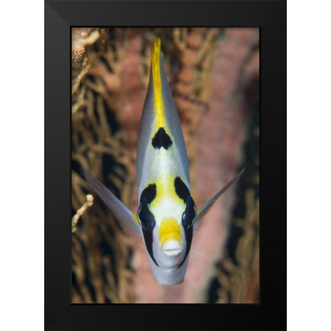 Indonesia, Raja Ampat Masked butterflyfish Black Modern Wood Framed Art Print by Shimlock, Jones