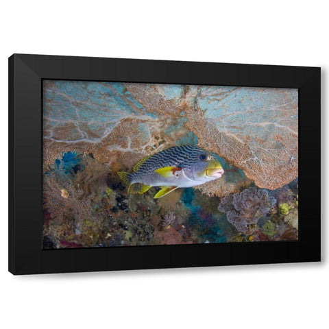 Indonesia Lined sweetlip fish and sea fan coral Black Modern Wood Framed Art Print by Shimlock, Jones