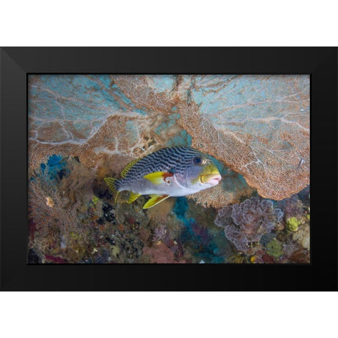 Indonesia Lined sweetlip fish and sea fan coral Black Modern Wood Framed Art Print by Shimlock, Jones