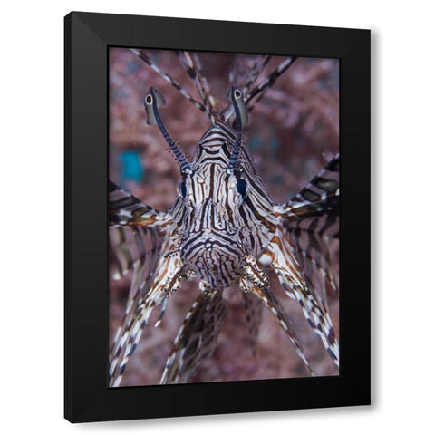 Poisonous Red lionfish, Raja Ampat, Indonesia Black Modern Wood Framed Art Print with Double Matting by Shimlock, Jones