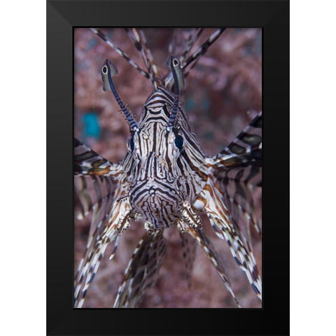 Poisonous Red lionfish, Raja Ampat, Indonesia Black Modern Wood Framed Art Print by Shimlock, Jones