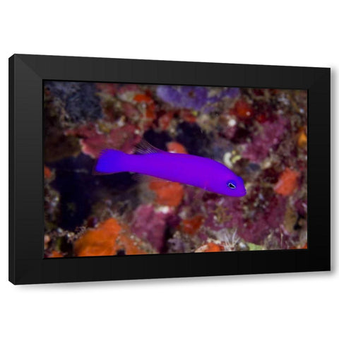 Indonesia, Raja Ampat A magenta dottyback fish Black Modern Wood Framed Art Print by Shimlock, Jones