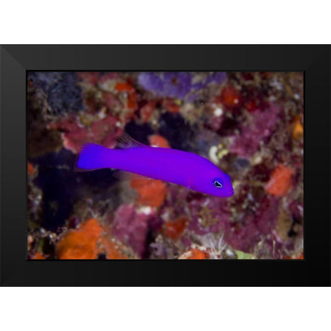 Indonesia, Raja Ampat A magenta dottyback fish Black Modern Wood Framed Art Print by Shimlock, Jones