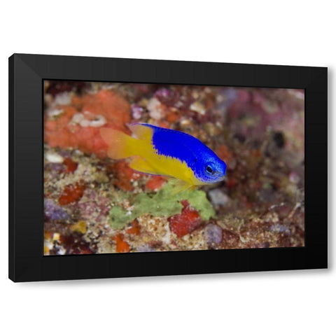 Indonesia Damselfish swims among coral reef Black Modern Wood Framed Art Print with Double Matting by Shimlock, Jones