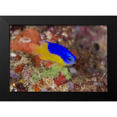 Indonesia Damselfish swims among coral reef Black Modern Wood Framed Art Print by Shimlock, Jones