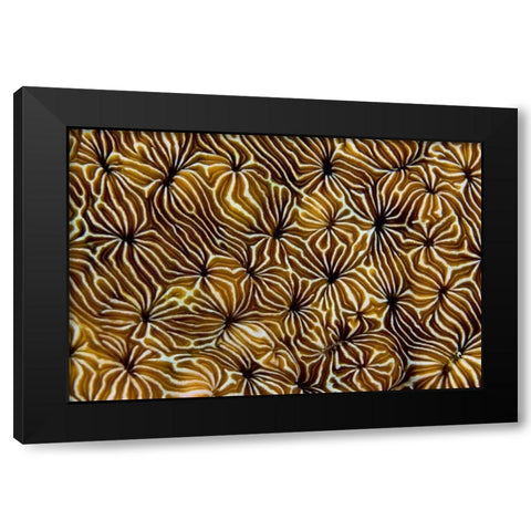 Abstract of hard coral, Raja Ampat, Indonesia Black Modern Wood Framed Art Print by Shimlock, Jones