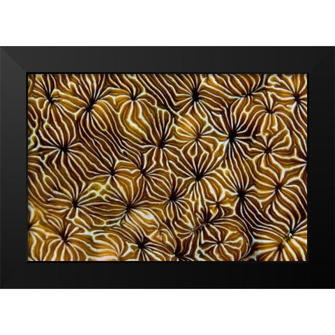 Abstract of hard coral, Raja Ampat, Indonesia Black Modern Wood Framed Art Print by Shimlock, Jones