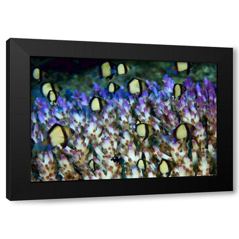 Indonesia Humbug fish in acropora coral colony Black Modern Wood Framed Art Print with Double Matting by Shimlock, Jones