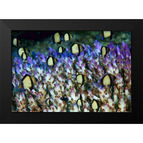 Indonesia Humbug fish in acropora coral colony Black Modern Wood Framed Art Print by Shimlock, Jones