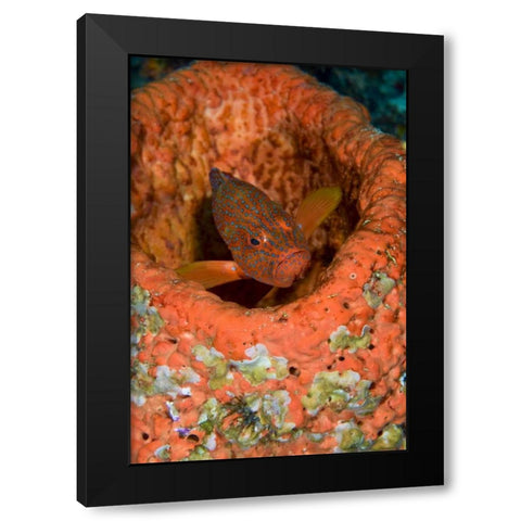 Indonesia, Raja Ampat Coral trout hides in coral Black Modern Wood Framed Art Print by Shimlock, Jones
