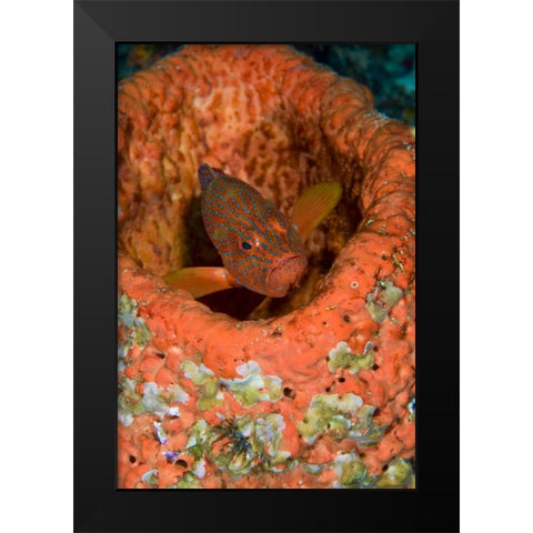 Indonesia, Raja Ampat Coral trout hides in coral Black Modern Wood Framed Art Print by Shimlock, Jones