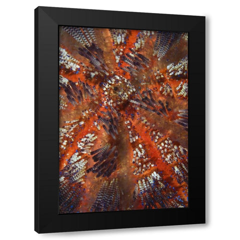 Indonesia, Raja Ampat Overview of sea urchin Black Modern Wood Framed Art Print with Double Matting by Shimlock, Jones