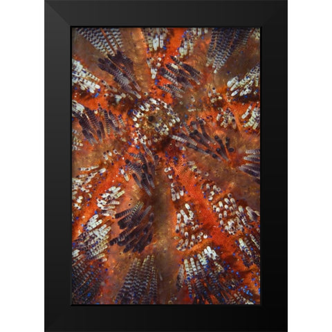 Indonesia, Raja Ampat Overview of sea urchin Black Modern Wood Framed Art Print by Shimlock, Jones