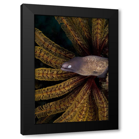 Indonesia A white-eye moray eel by coral Black Modern Wood Framed Art Print with Double Matting by Shimlock, Jones