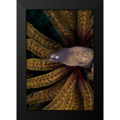 Indonesia A white-eye moray eel by coral Black Modern Wood Framed Art Print by Shimlock, Jones