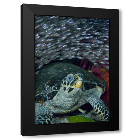 Indonesia Glassfish swim with a hawksbill turtle Black Modern Wood Framed Art Print with Double Matting by Shimlock, Jones