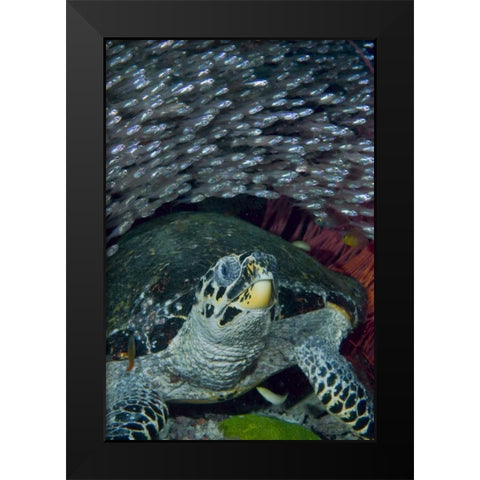 Indonesia Glassfish swim with a hawksbill turtle Black Modern Wood Framed Art Print by Shimlock, Jones