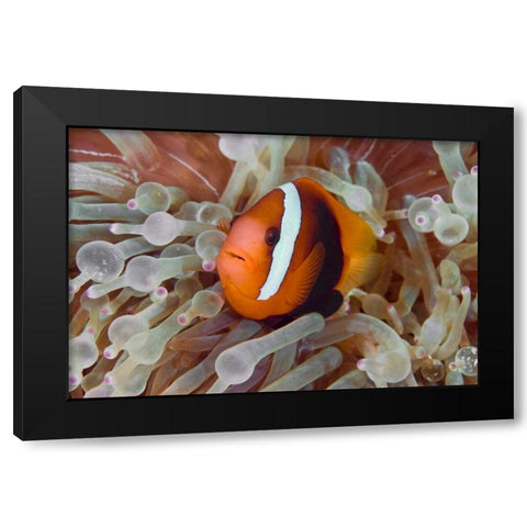Anemonefish among poisonous tentacles, Indonesia Black Modern Wood Framed Art Print by Shimlock, Jones