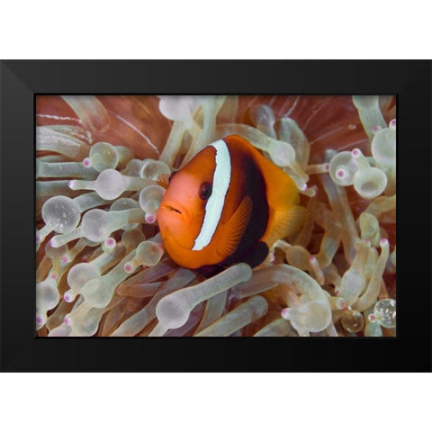Anemonefish among poisonous tentacles, Indonesia Black Modern Wood Framed Art Print by Shimlock, Jones