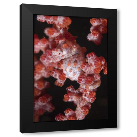Indonesia A pygmy seahorse camouflage on coral Black Modern Wood Framed Art Print by Shimlock, Jones